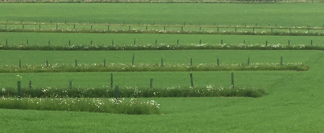 Growing apple trees and barley together in a silvoarable system