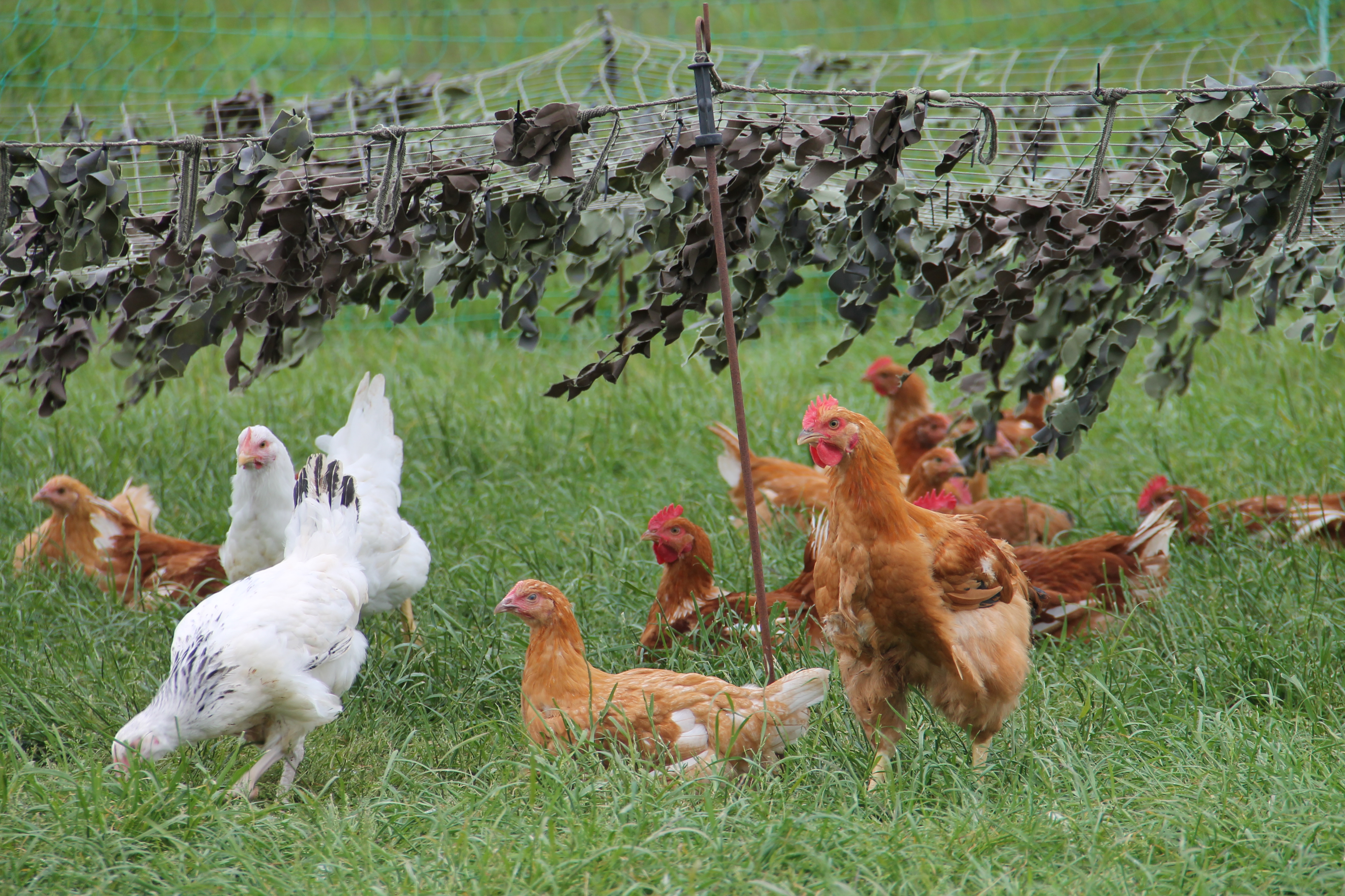 organic chickens outside on their range
