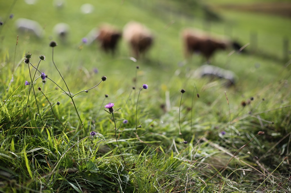 Film: Tall Grass Grazing