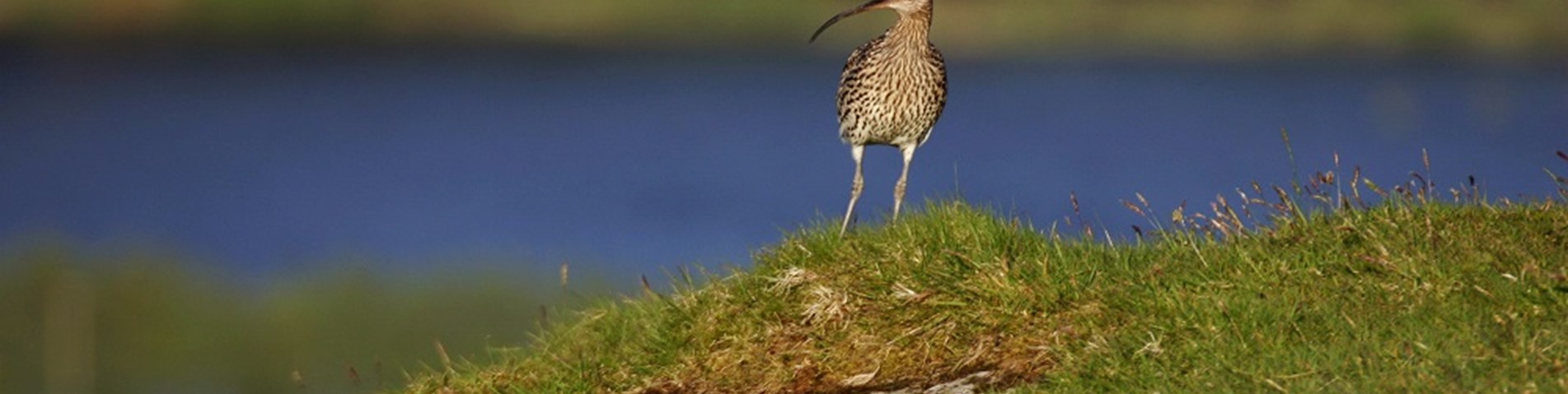 Curlew by Tom Marshall (rspb-images.com) web size.jpg