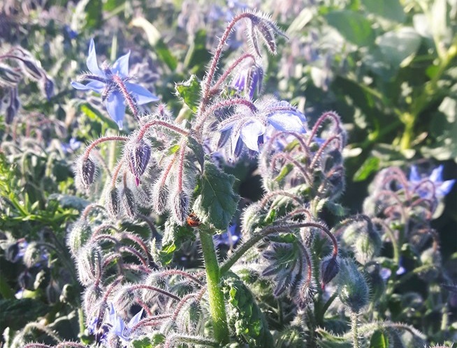 Borage