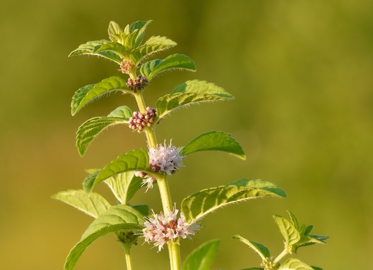 Corn mint
