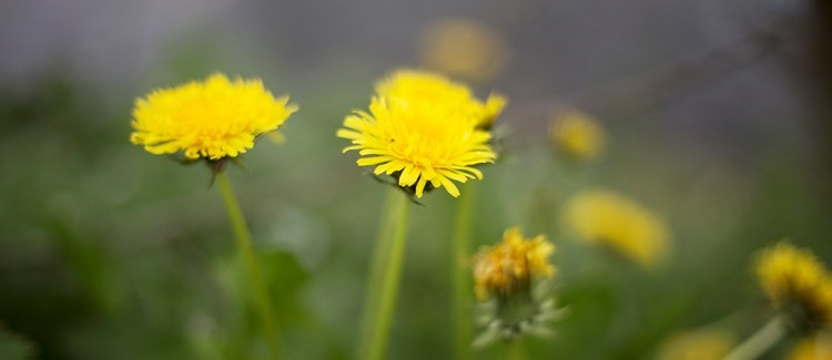 Dandelion