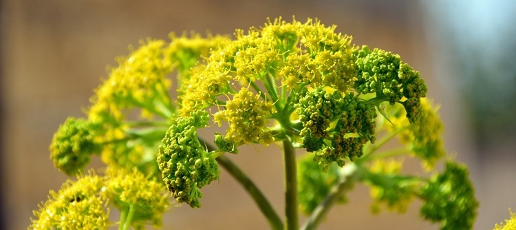 Fennel plant