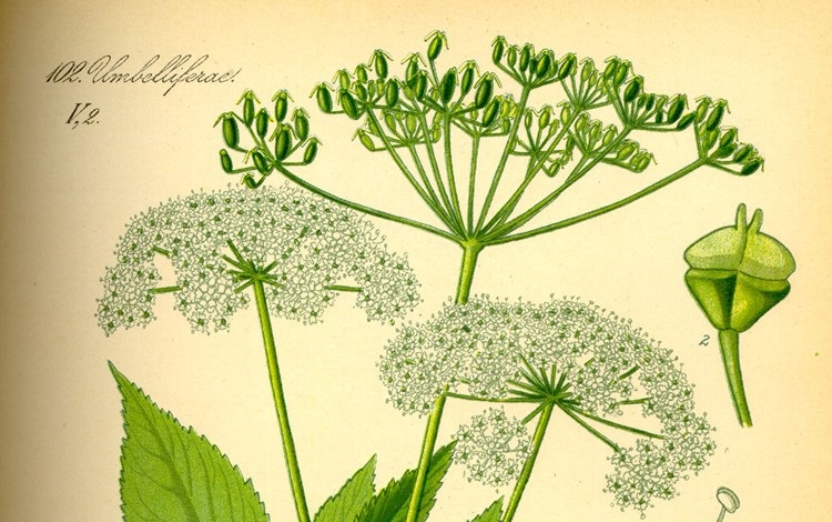 Ground elder
