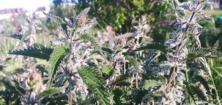 Stinging nettle