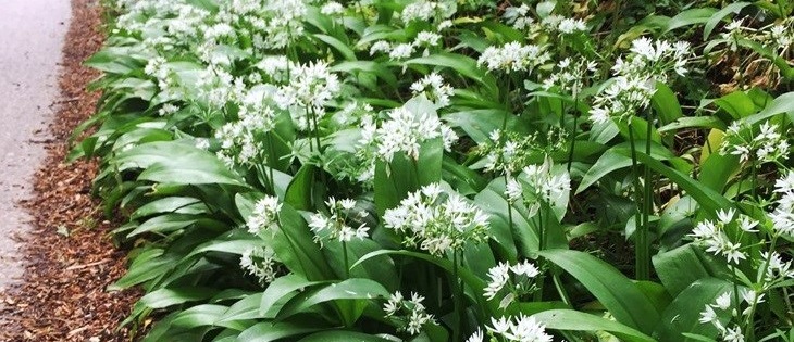 Wild garlic