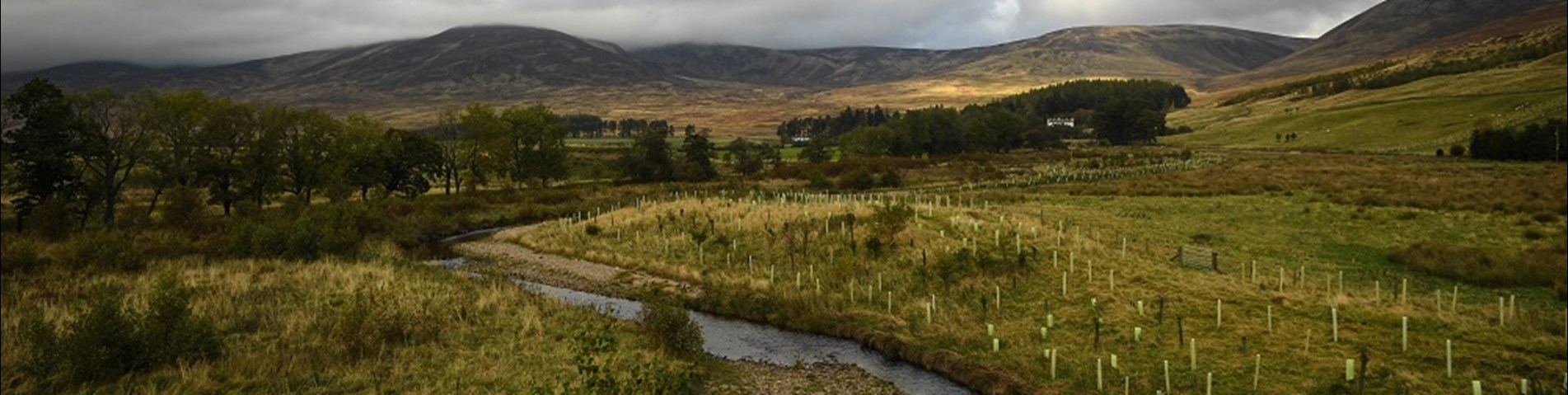 FWN showcase Rottal Burn and tree planting CREDIT Andy Buchanan web size.jpg