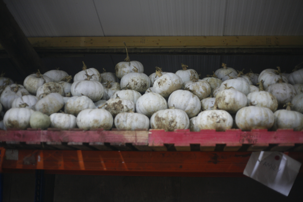winter squash storage