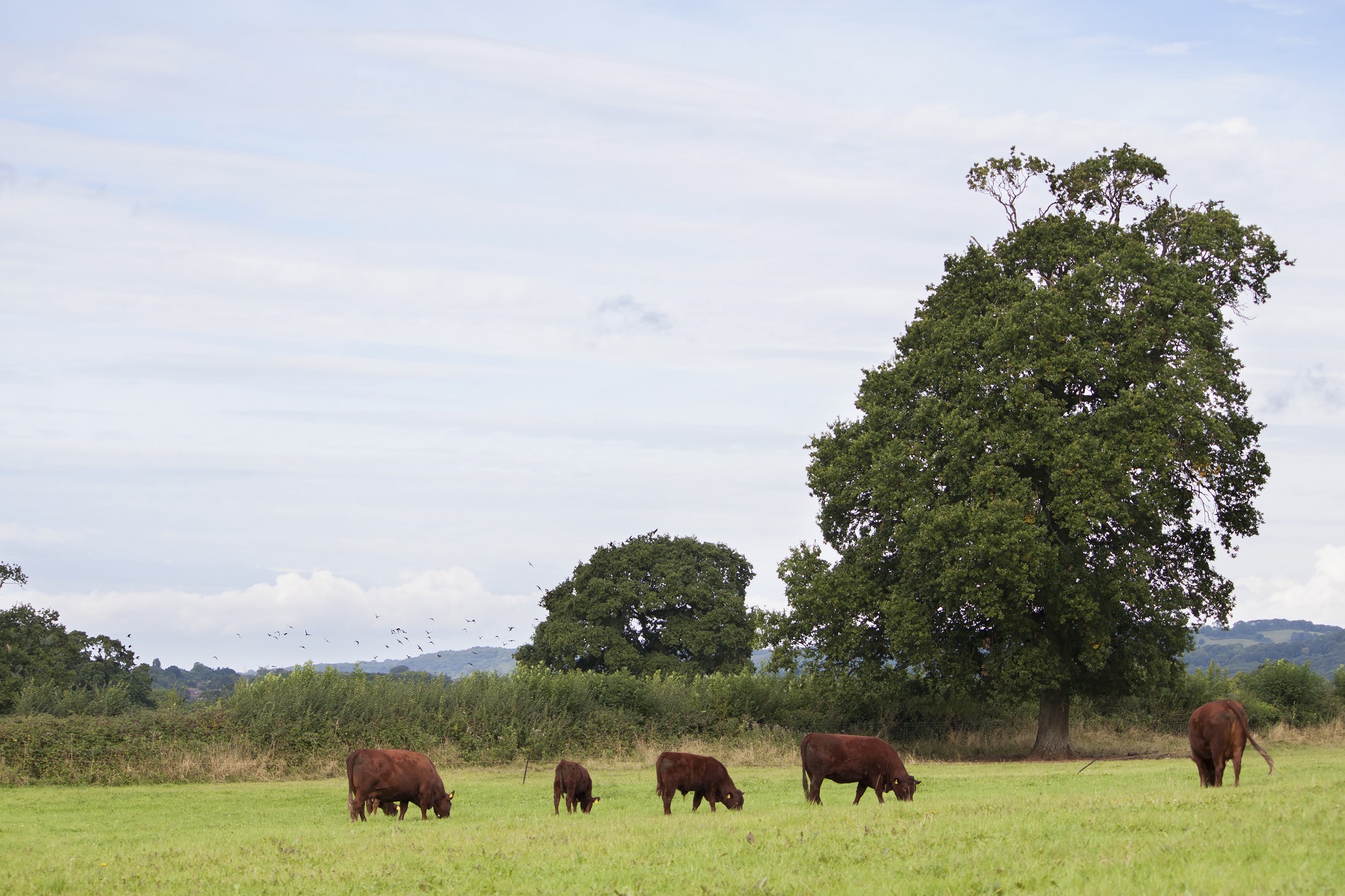 Does climate change mean I need to stop eating meat?