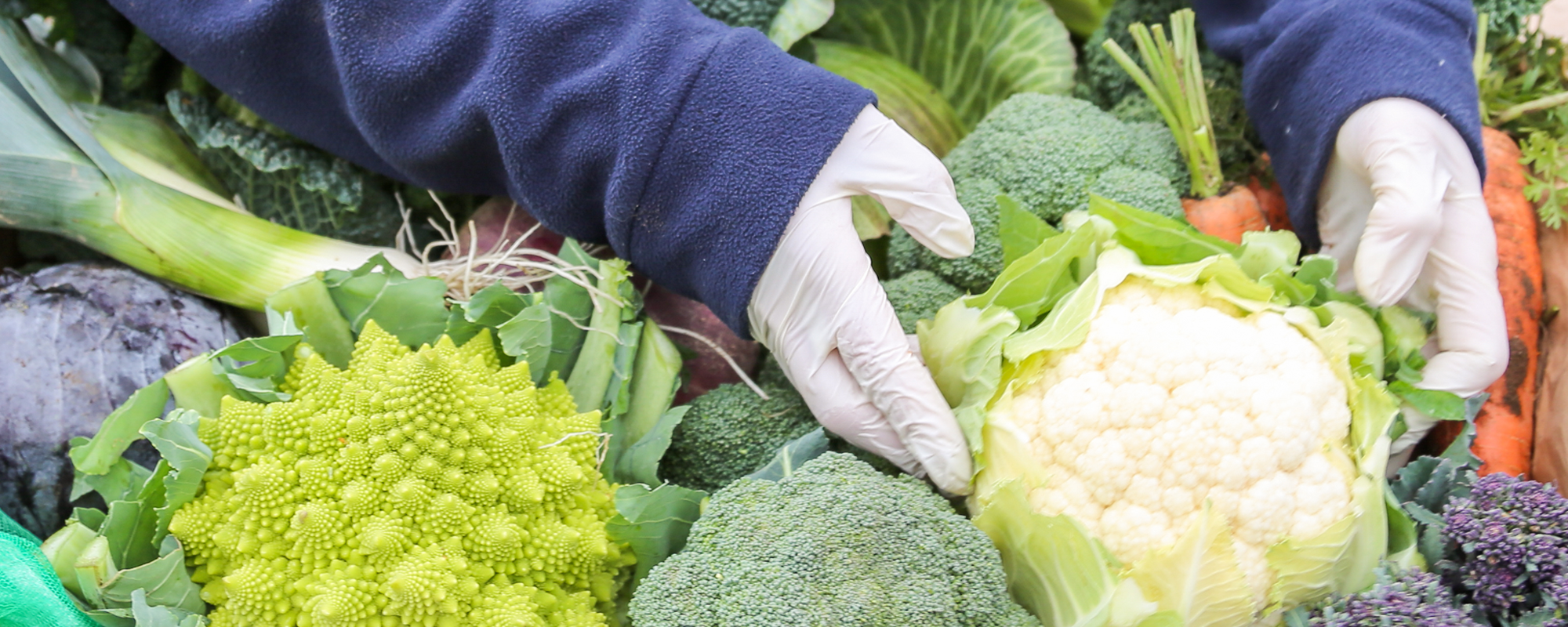full achnagairn farm holding fresh seasonal vegetables.png