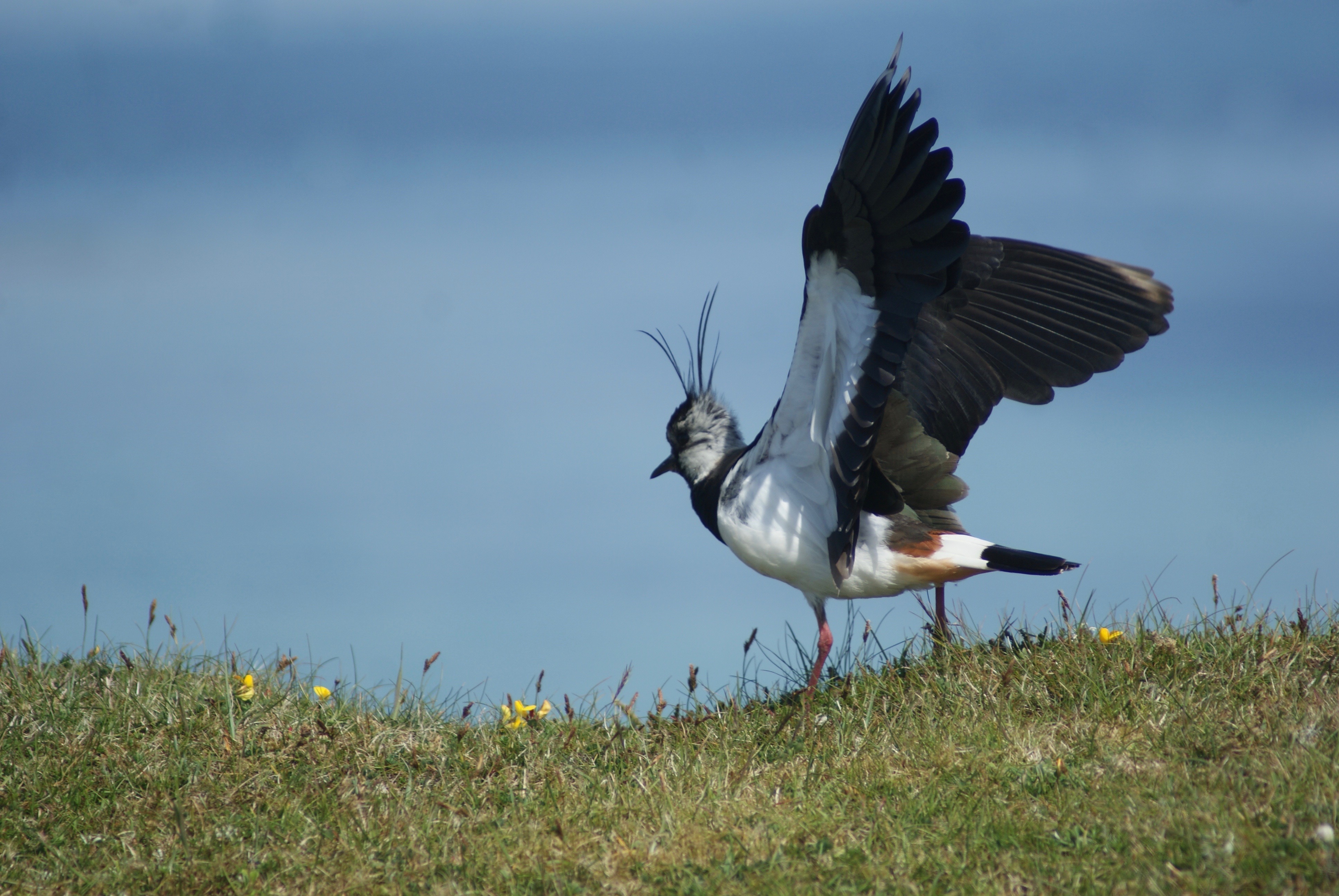 Bringing wading birds back to Scottish farmland