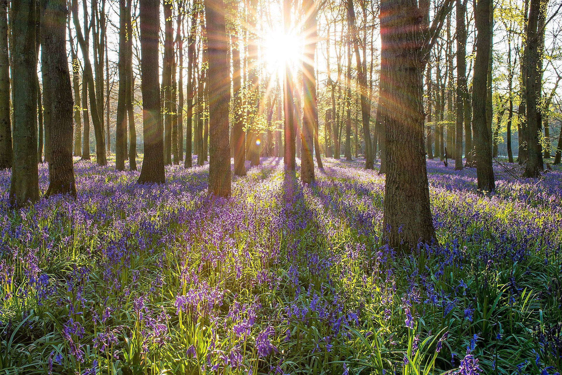 FSC® ecosystem services