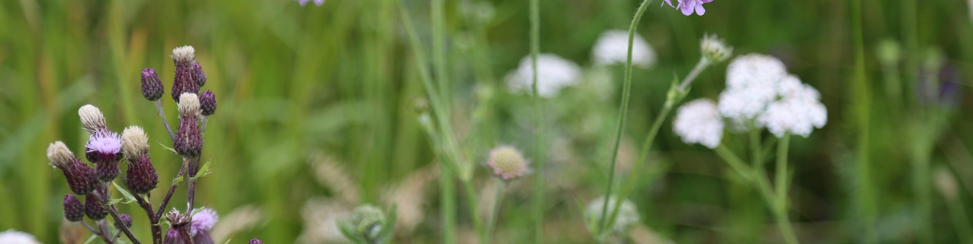 Clover web size.jpg