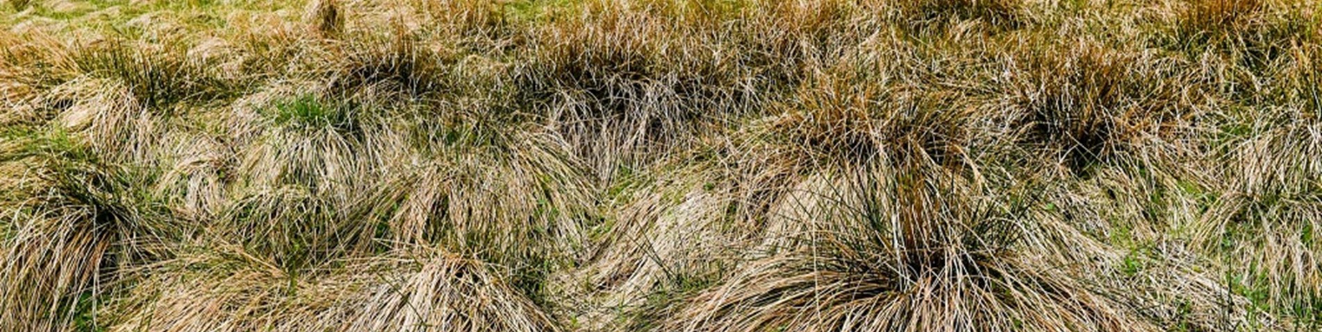bad rush land web size.jpg