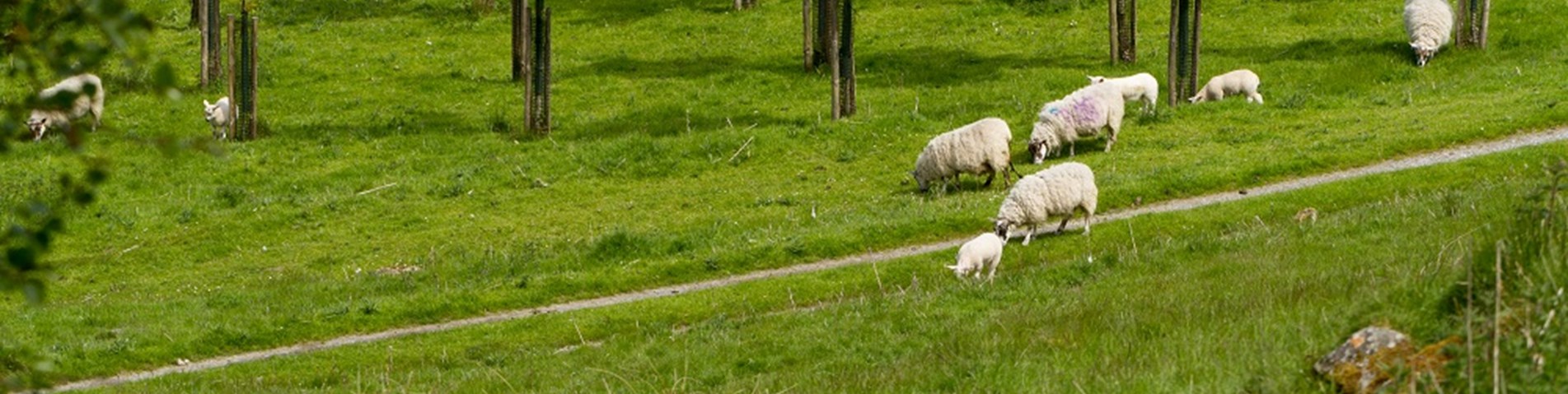 Agroforestry sheep trees Bolfracks Estate Aberfeldy Scotland web size - Credit Matthias Kremer.jpg