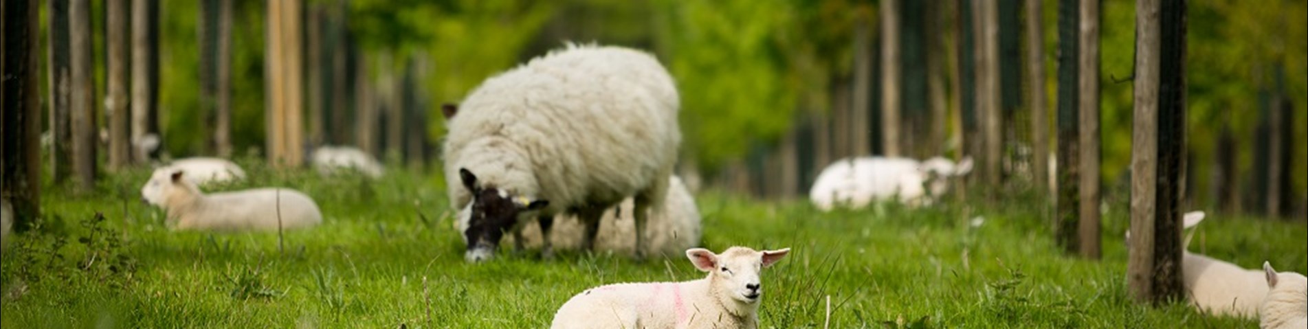 MK_SA_Agroforestry2016-37 web size.jpg