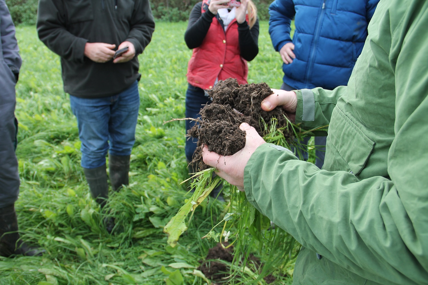 Tips on establishing and managing herbal leys