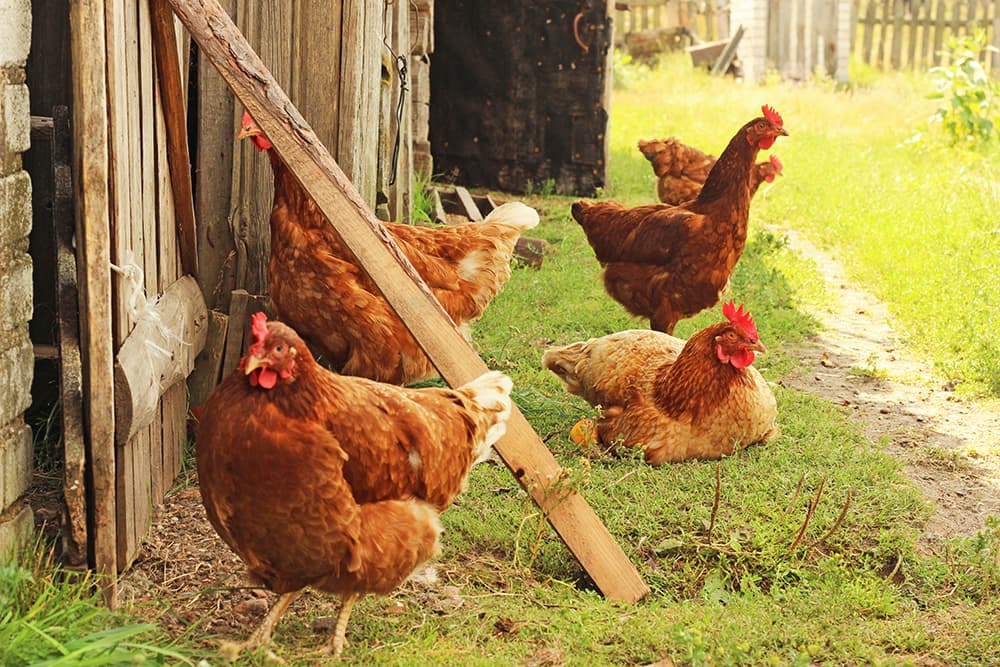hens by barn