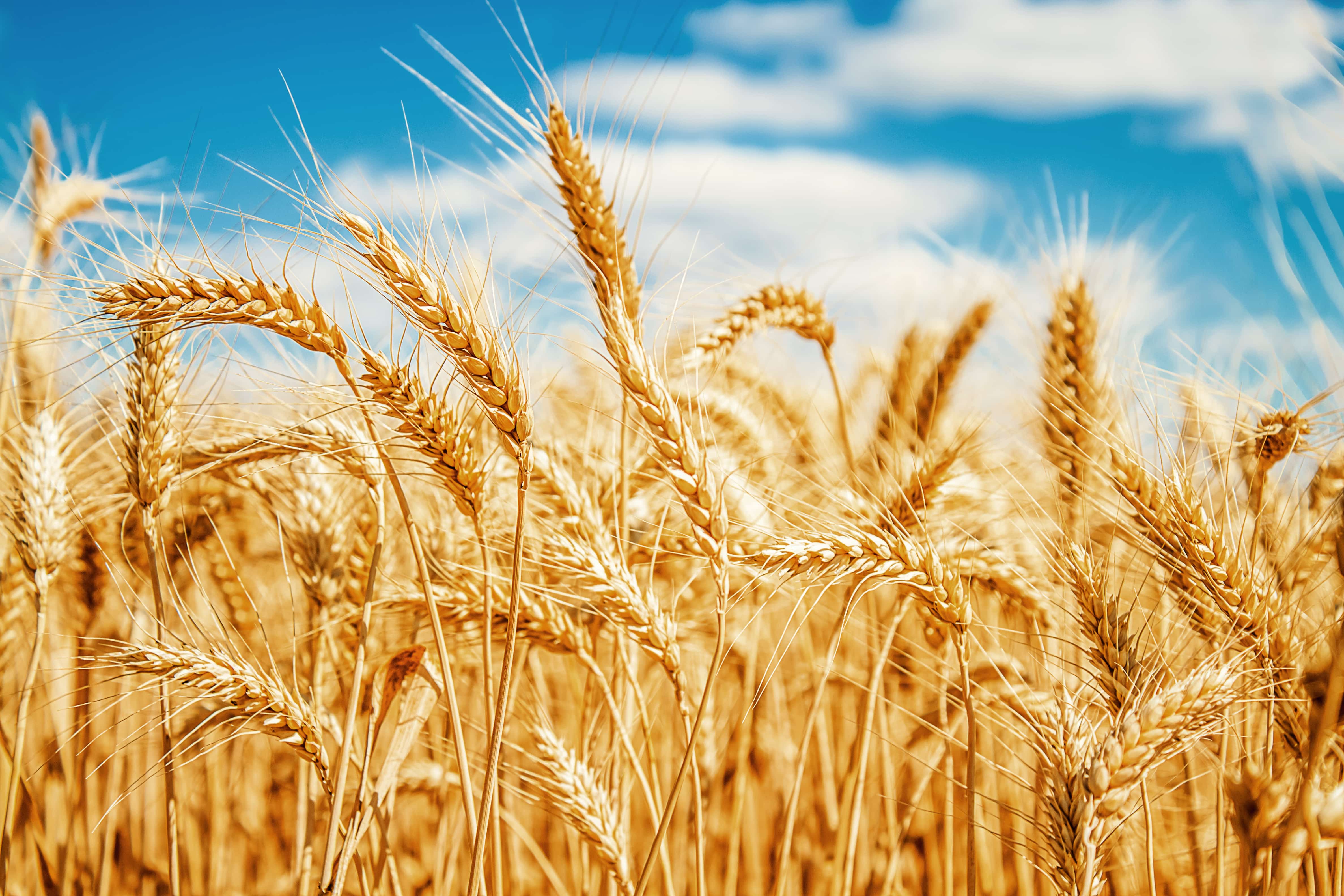 wheat in a field