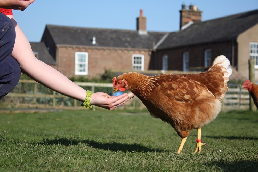 chicken in garden
