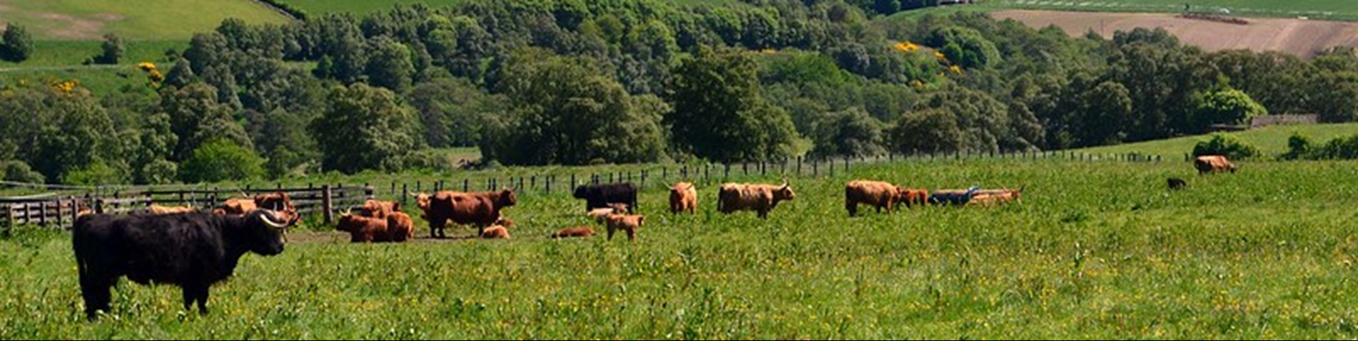 RPID Flickr Cows Trees 4.jpg