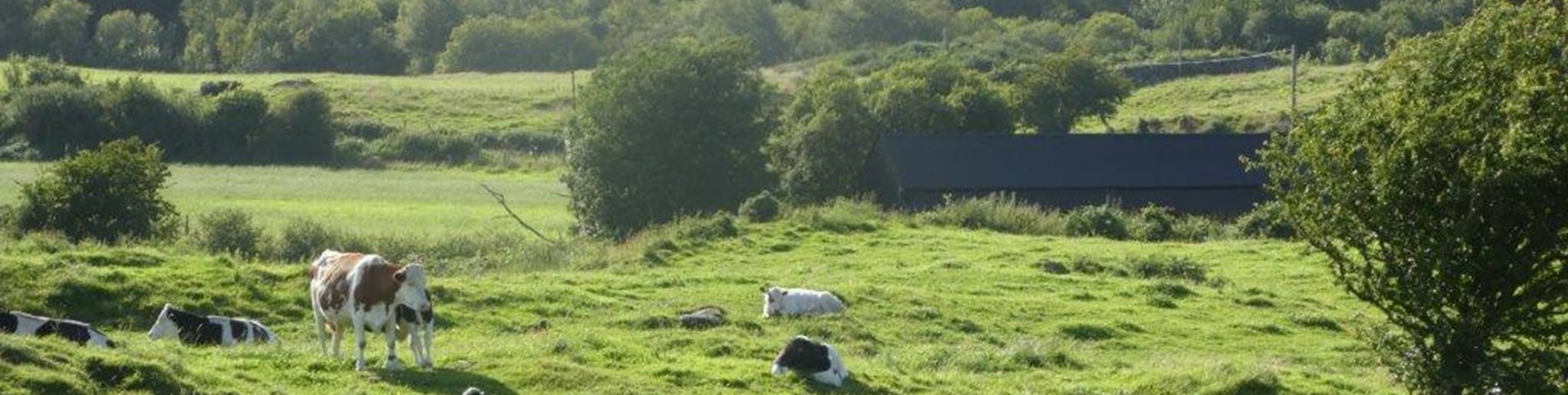 Cream O Galloway cows.jpg
