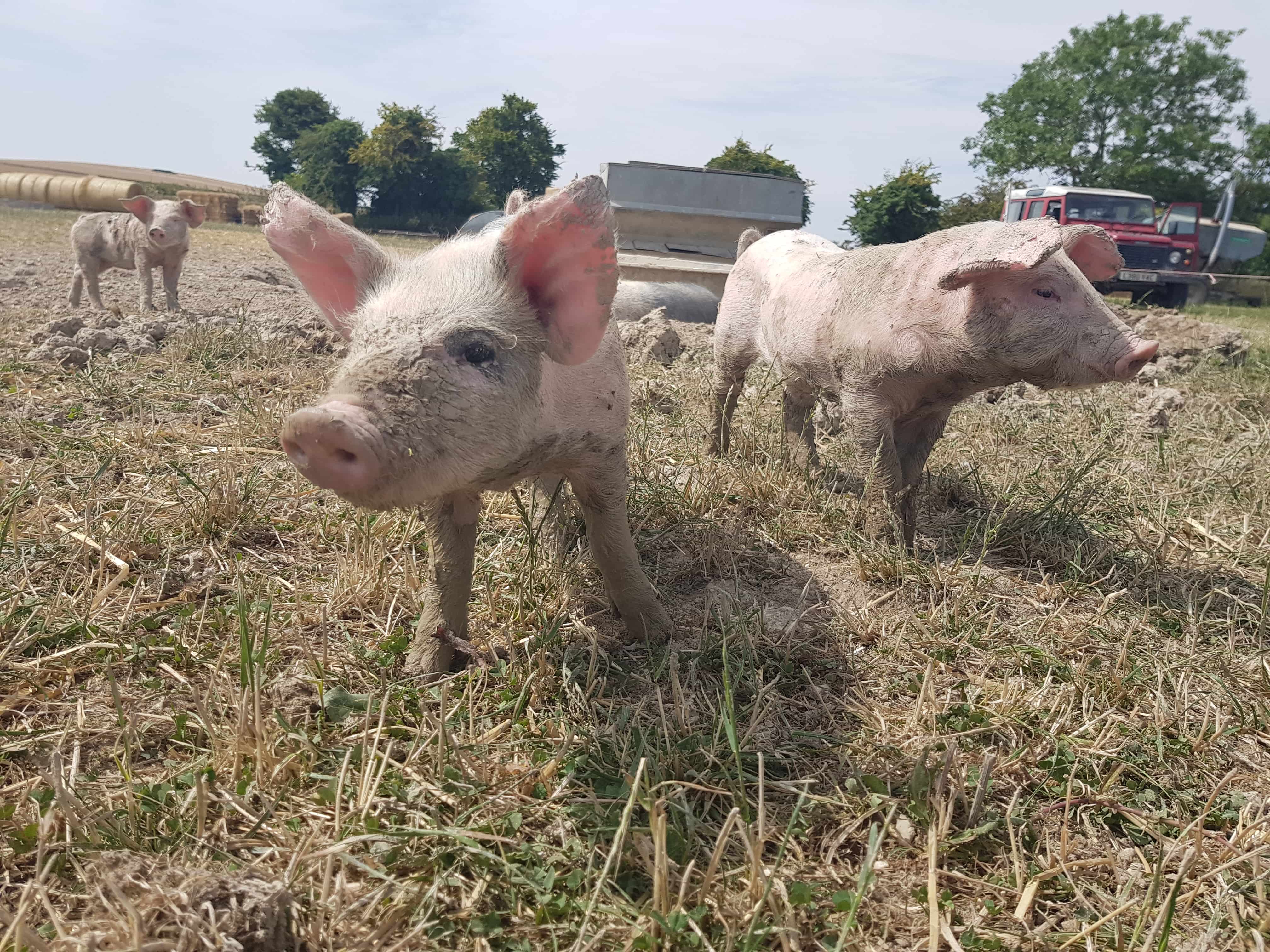 pigs on an organic farm