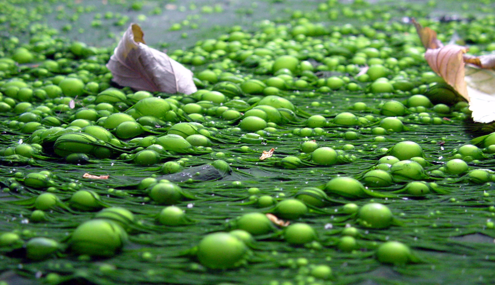 Eutrophication