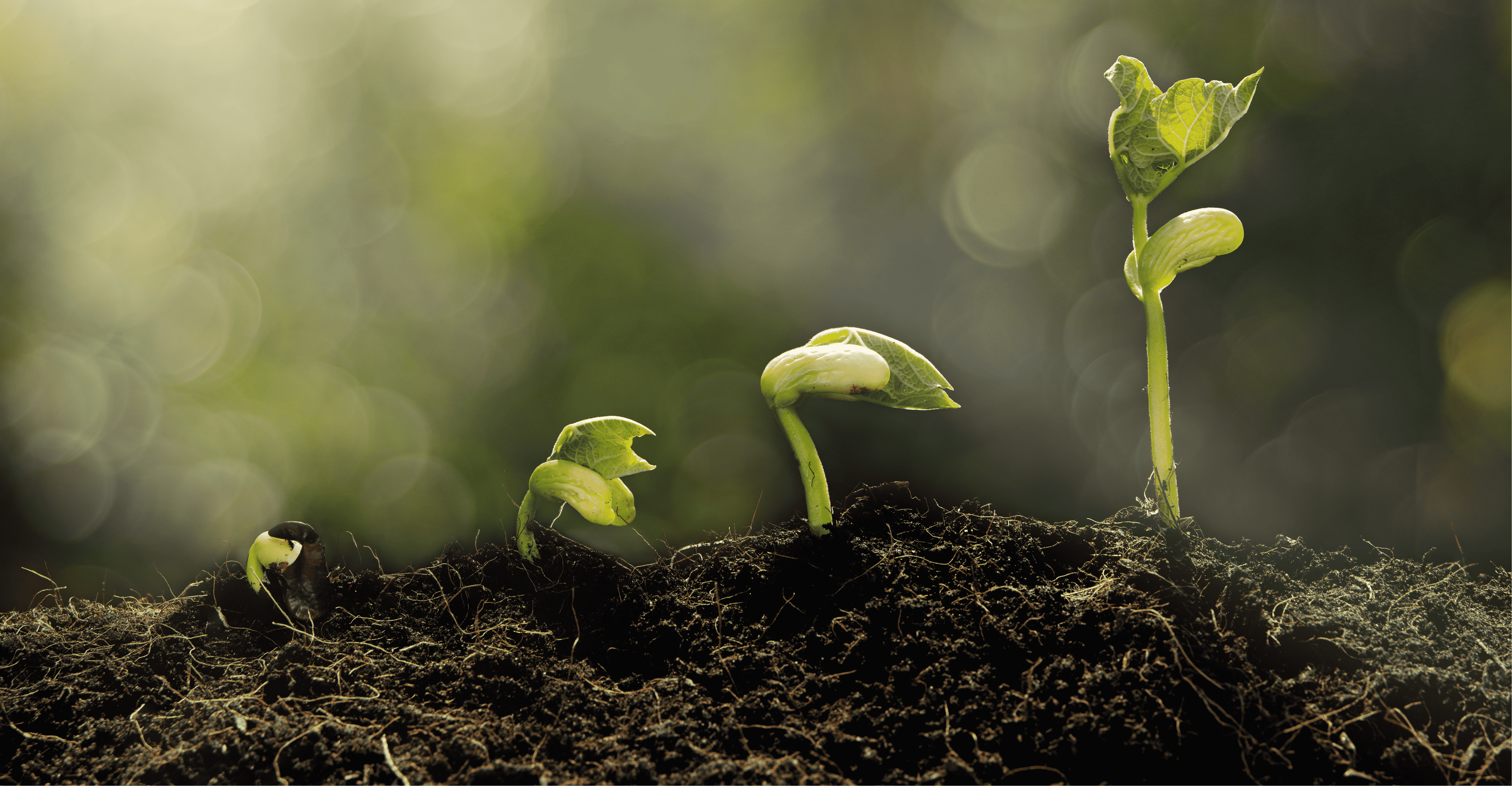 plants peeping through the soil