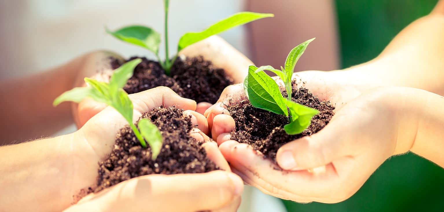 soil and plants in hand