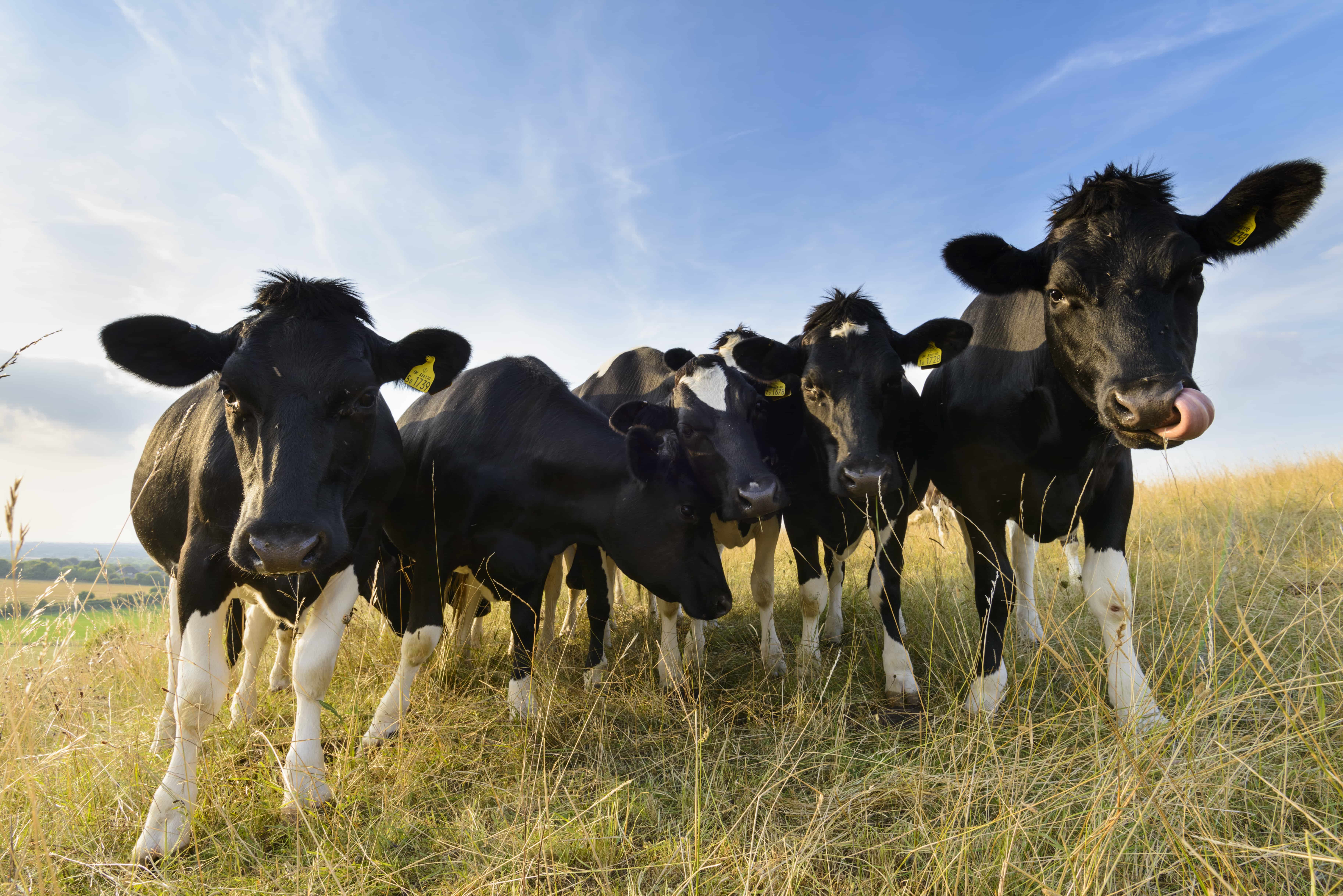 cows on a farm looking at the camera