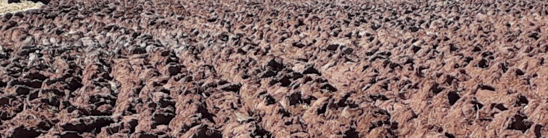 Ploughing spring 2020 .jpg