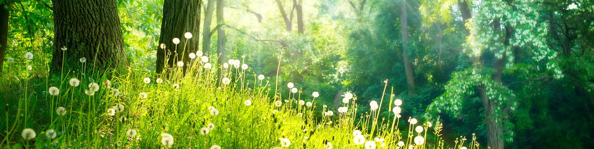 Land Trust Landscape 8
