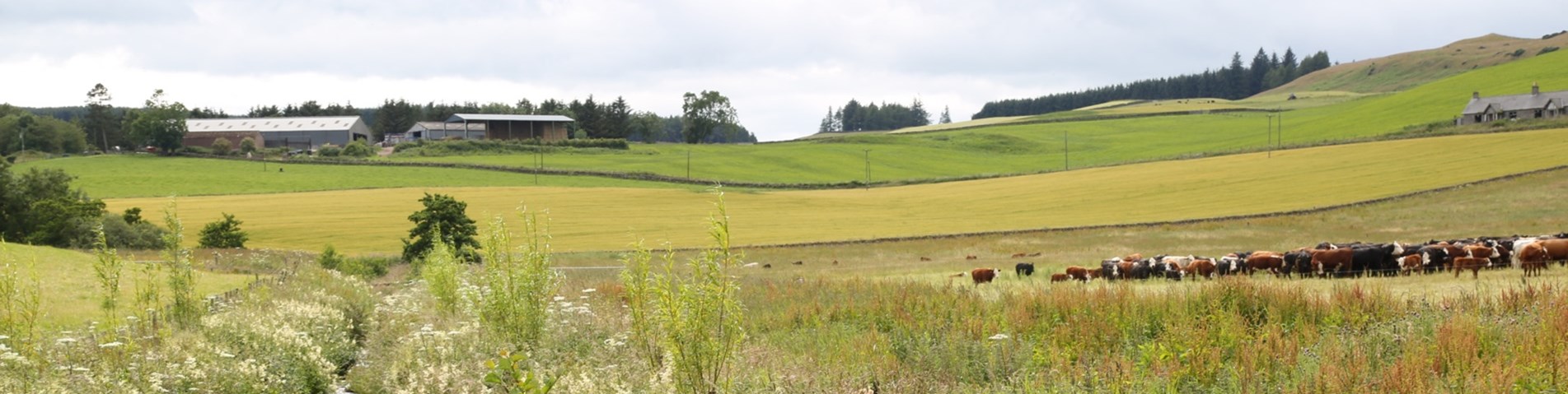 9EasterDenoonFarmJuly2020_72dpi.JPG