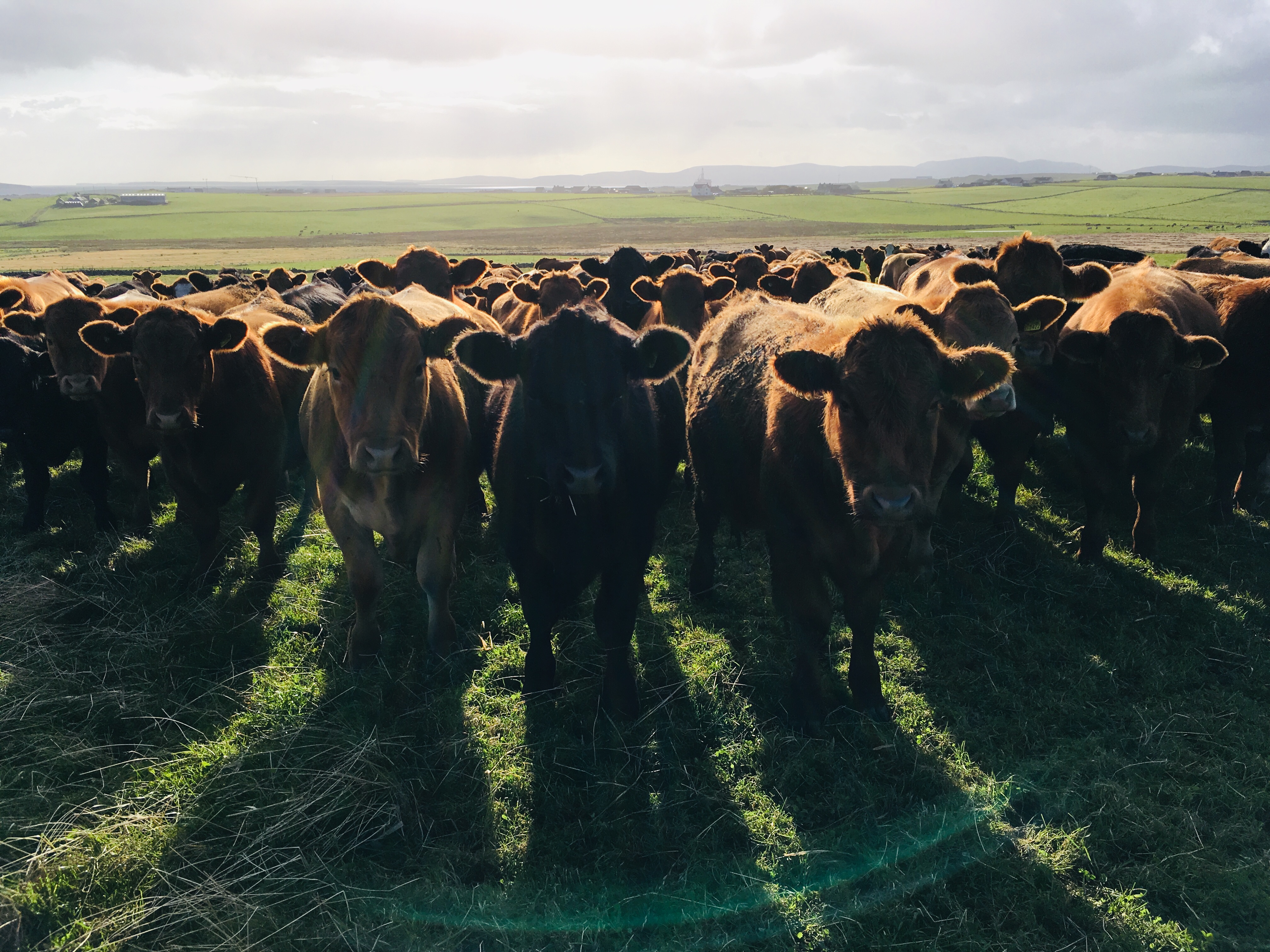 How to start mob grazing