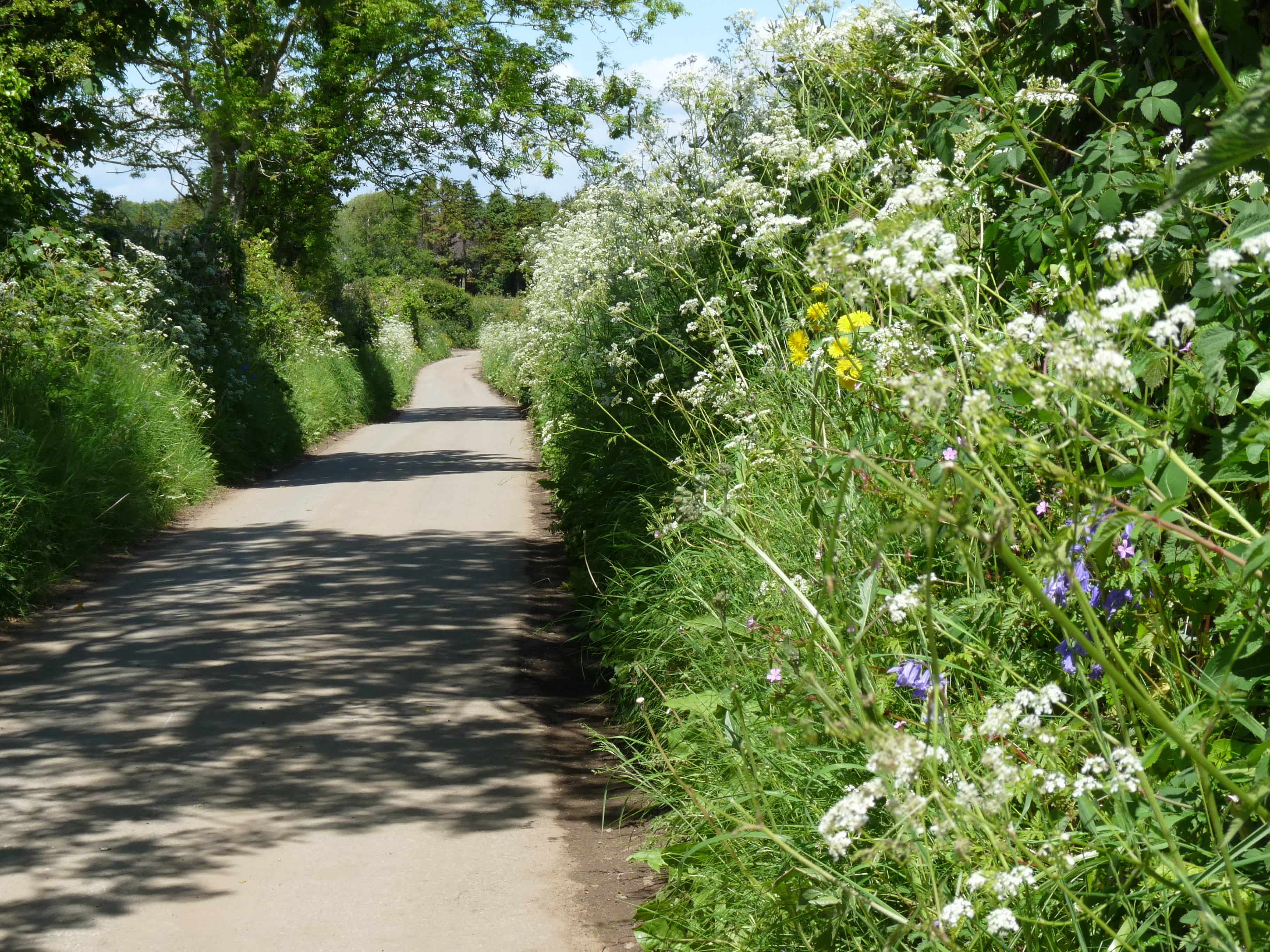 Hedgerow with Cow Parsely