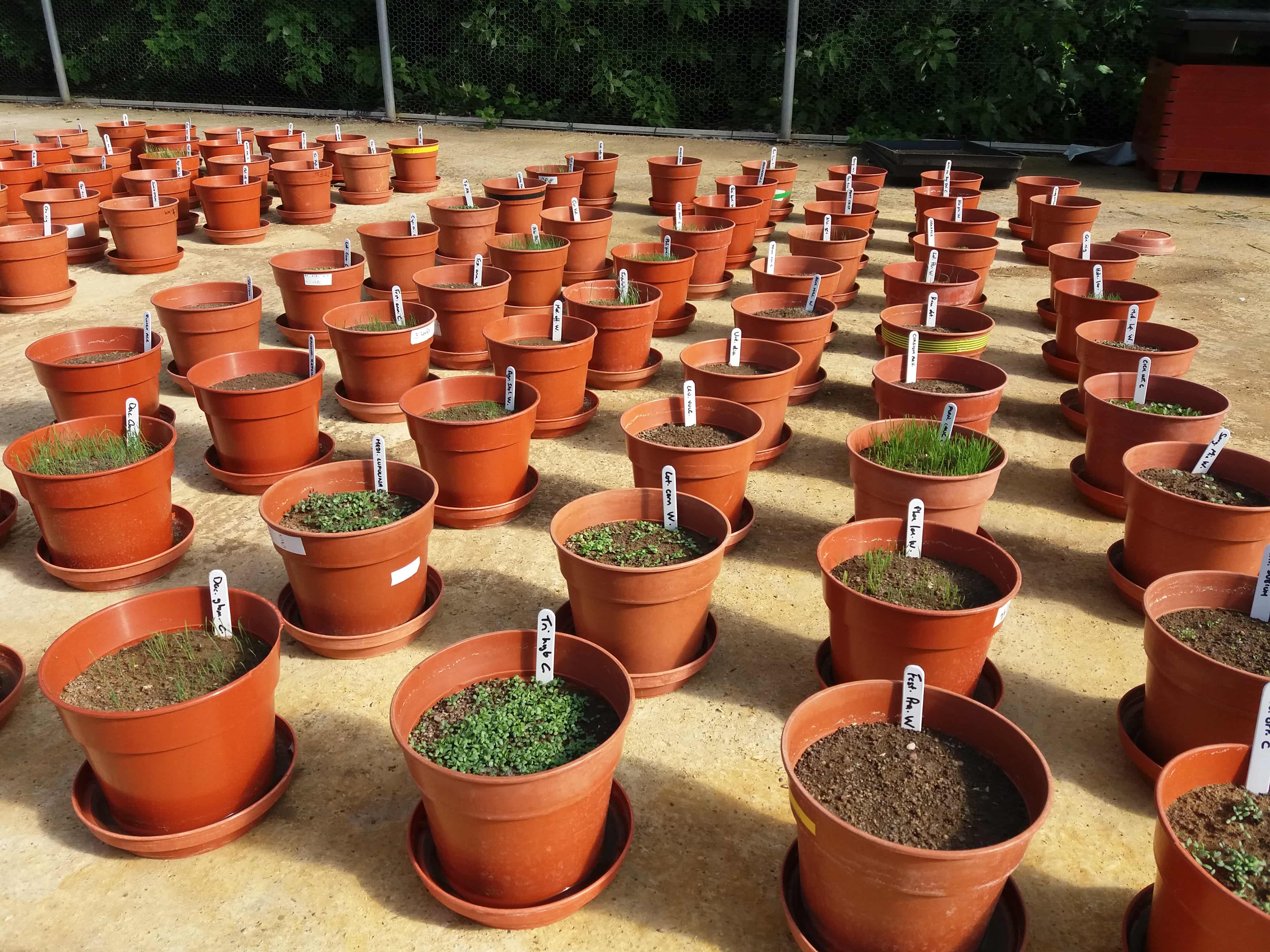 Are multispecies swards a herbal remedy for livestock?