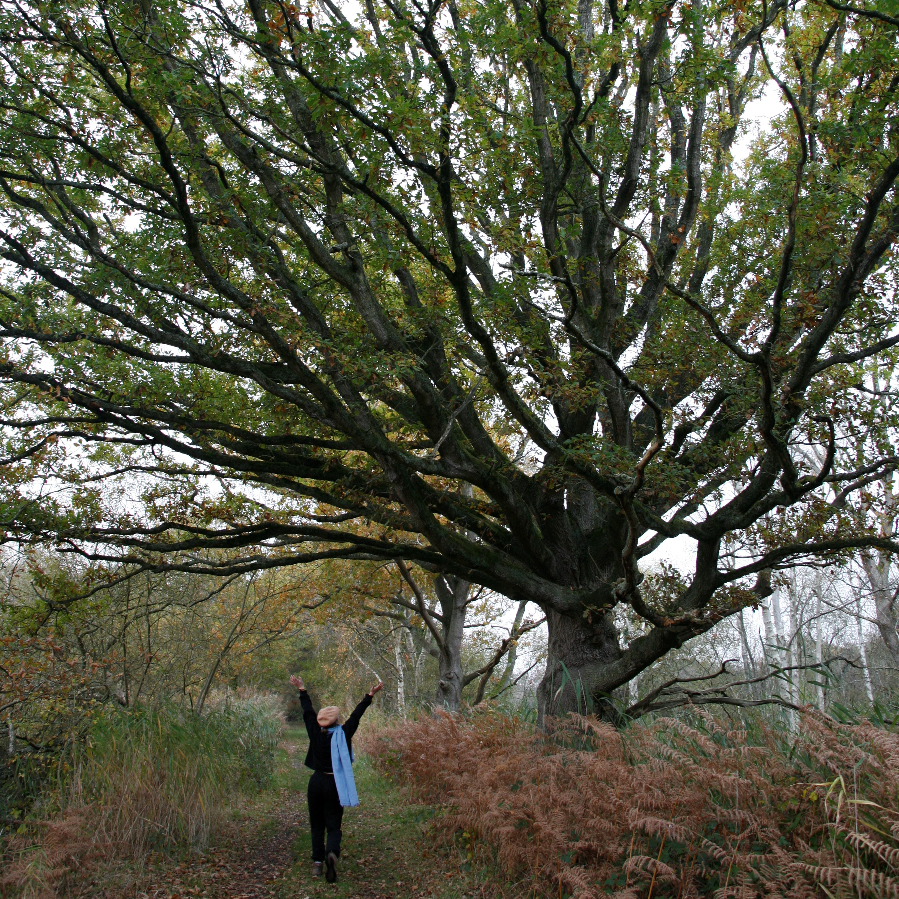 exploring an old oak tree in a forest