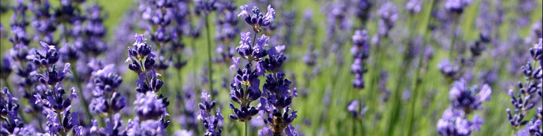 lavendar 2.jpg