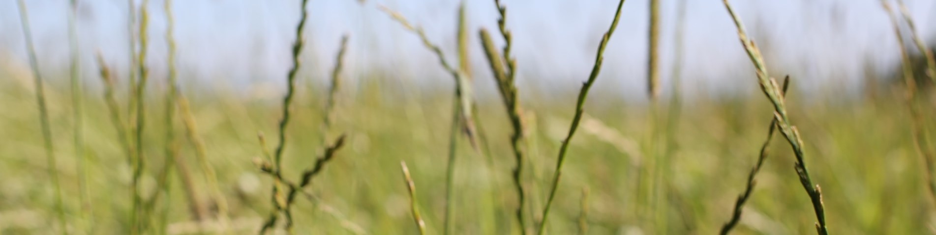 Assessing Forage1.JPG