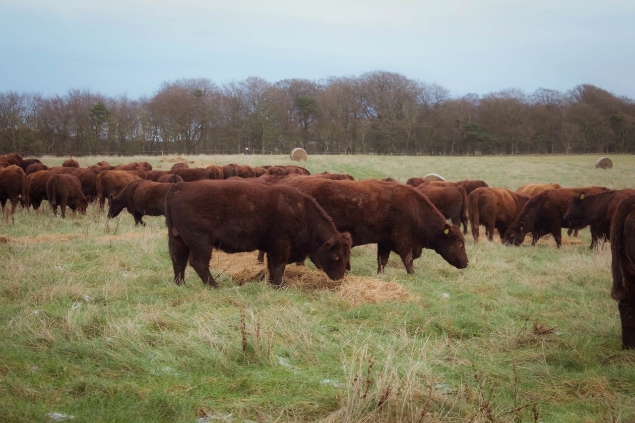 Balcaskie Mob Grazing Cows