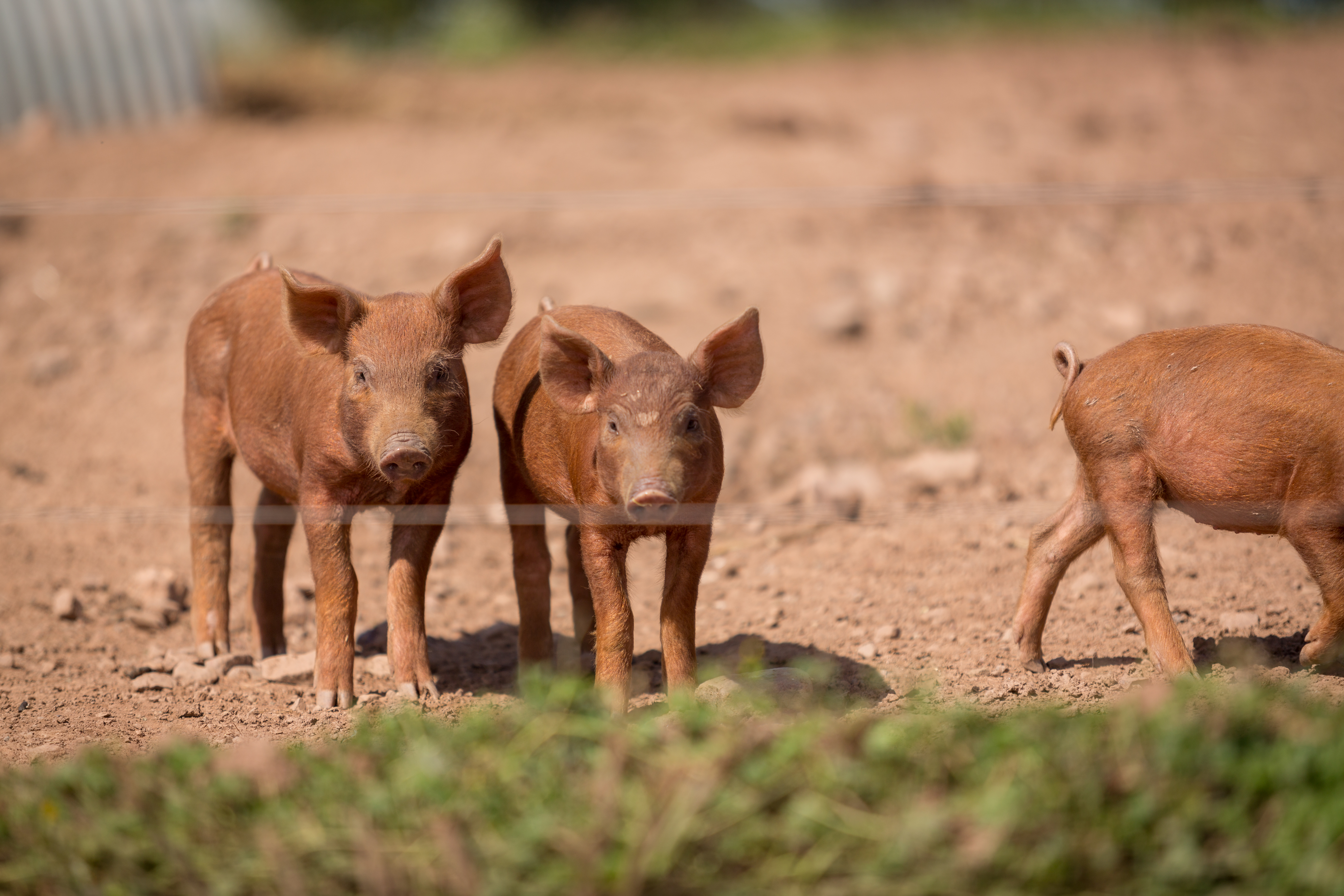 Piglets pigs - organic licencee Peelham Farm Scotland credit Matthias Kremer