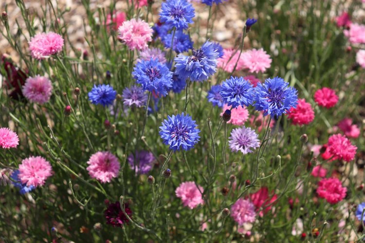 Flowers Aweside Farm