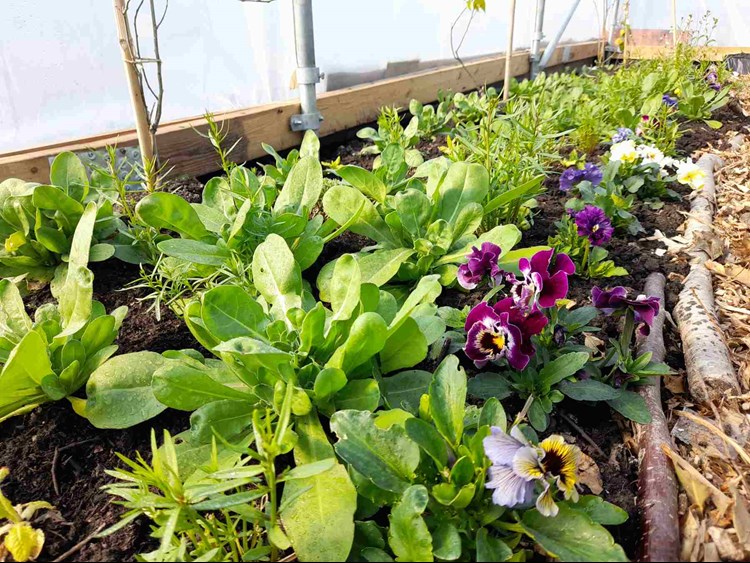 Plants and vegetables Aweside Farm
