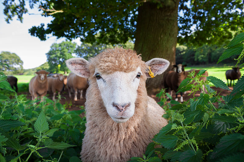 Worm control without anthelmintics