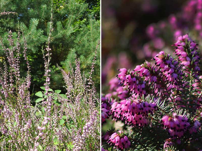 Calluna vulgaris (left) and Erica cinerea (right)