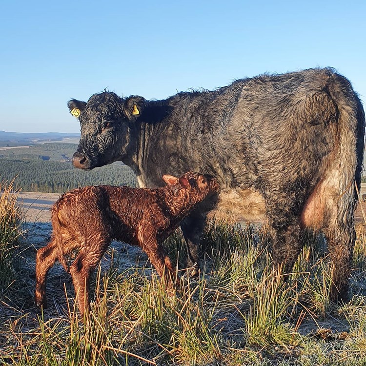 Cow and calf Anderson Organic