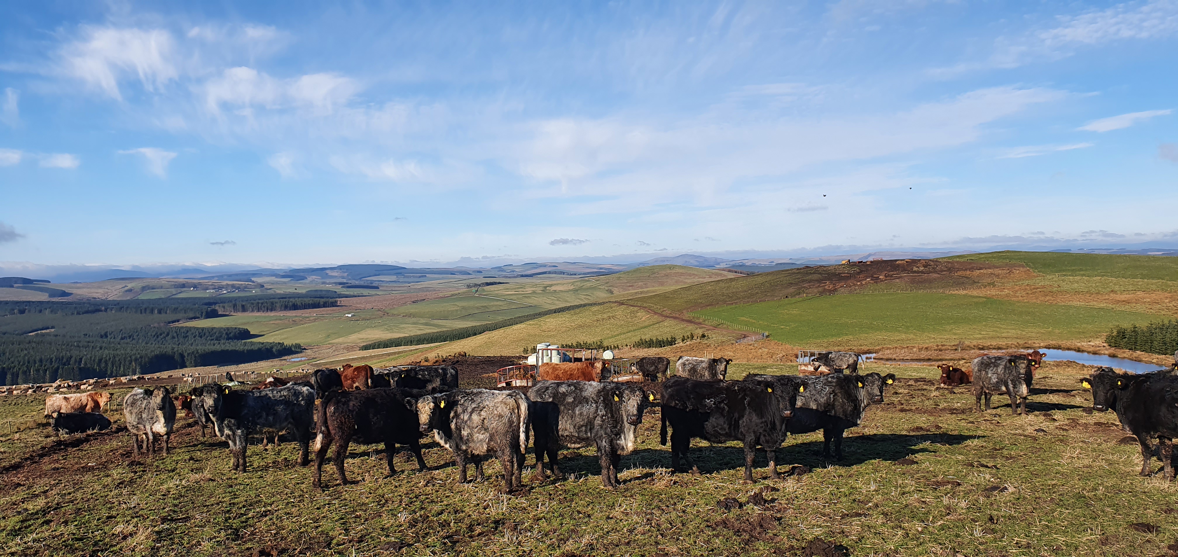 Anderson Organics Cows Grazing.jpg