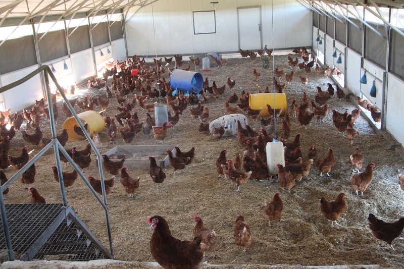 Poultry Task and Finish group